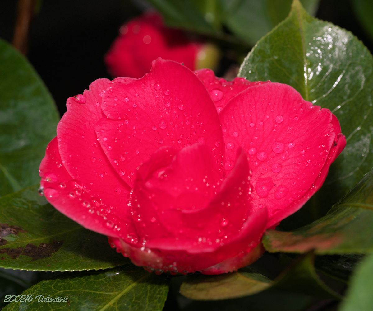 紅白の山茶花