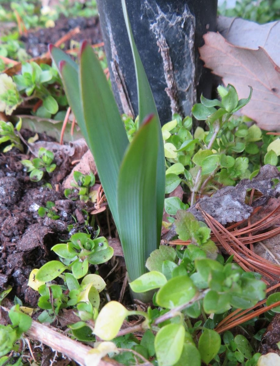 芽吹き🌱