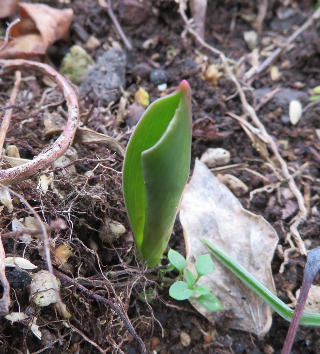 芽吹き🌱