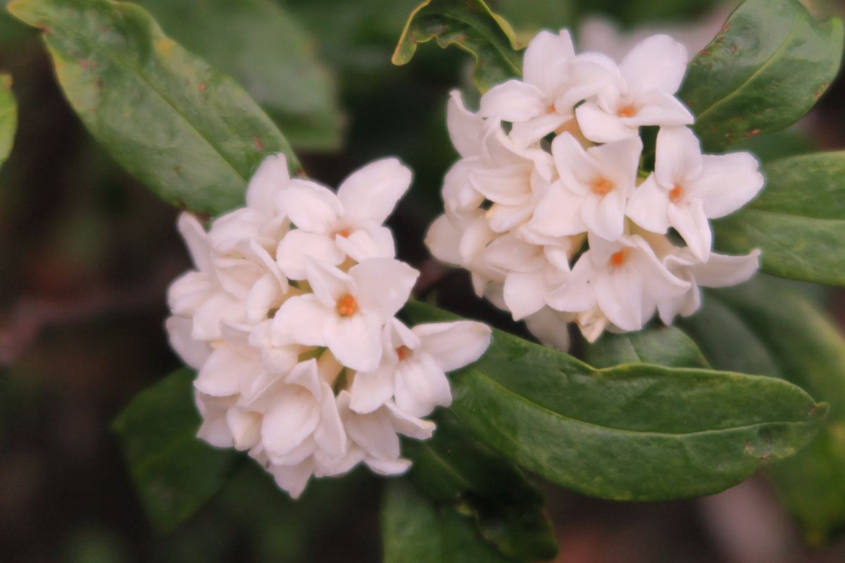 沈丁花は三大香木です～