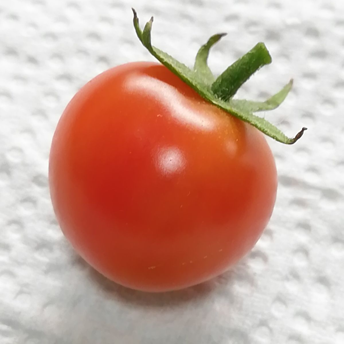 房どりトマト🍅、苗b(２本仕立て)４段目からの収穫