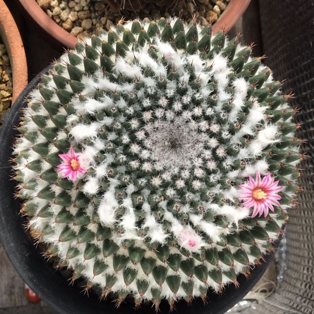 マミラリア「景清」の花