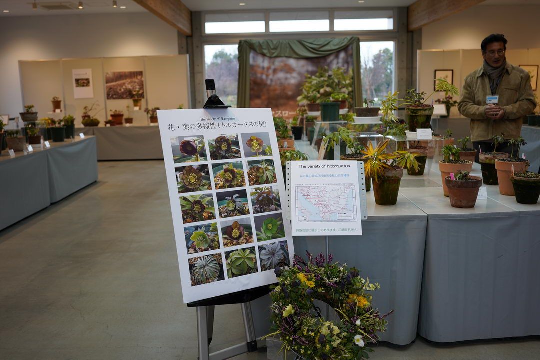 神奈川県立花菜ガーデン・クリスマスローズ展