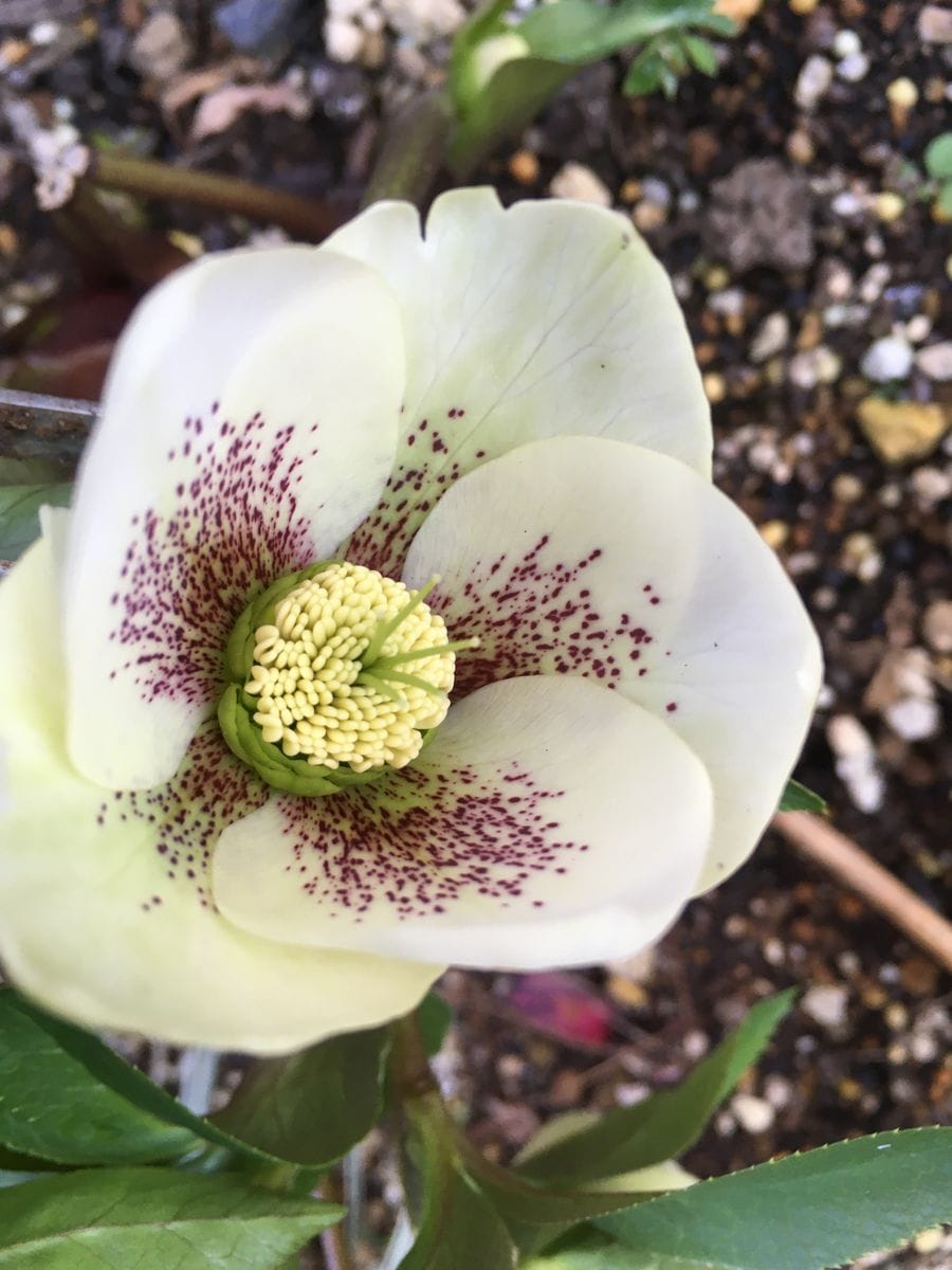 ゲラニュームの芽🌱だと思いたい。