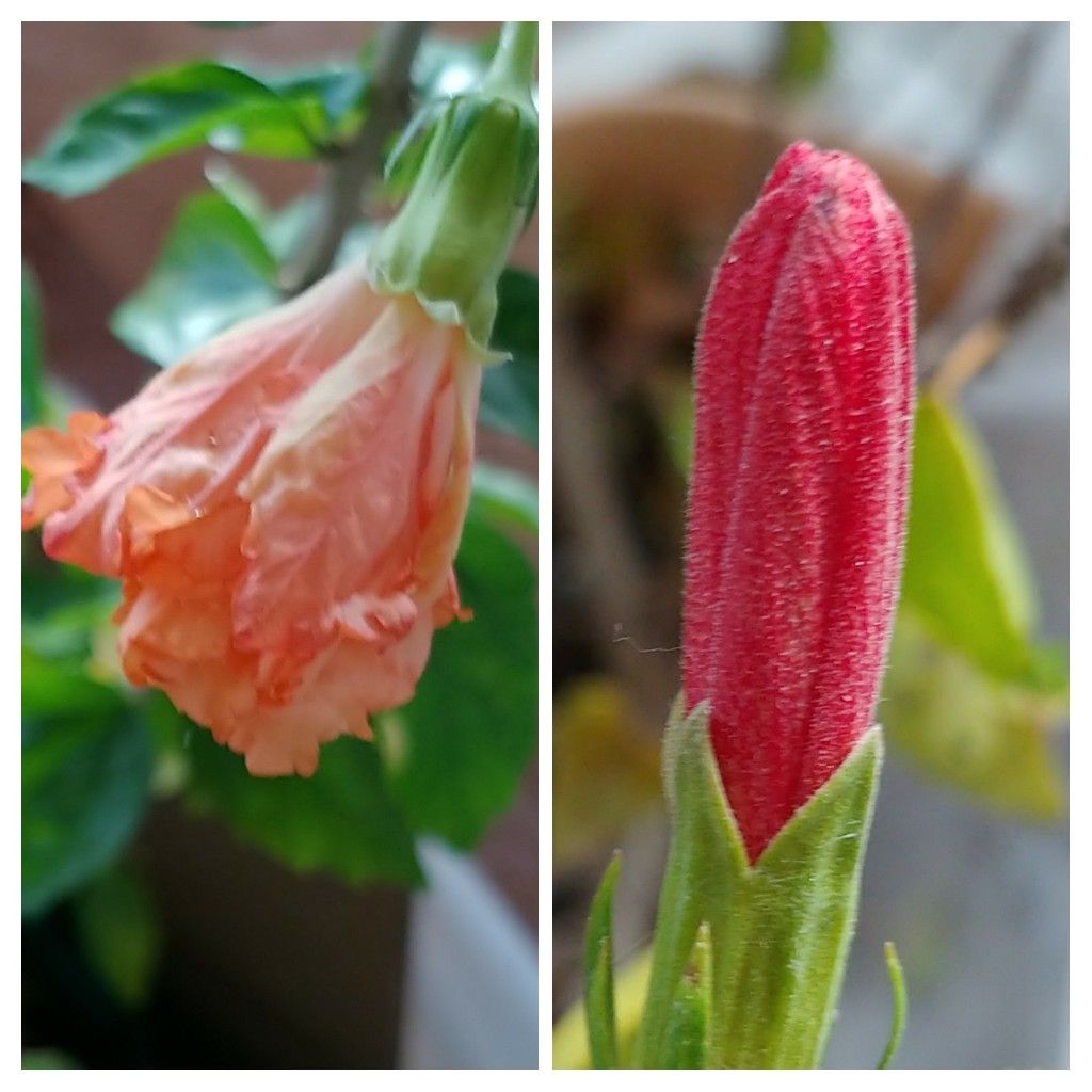 室内で無加温の花の様子