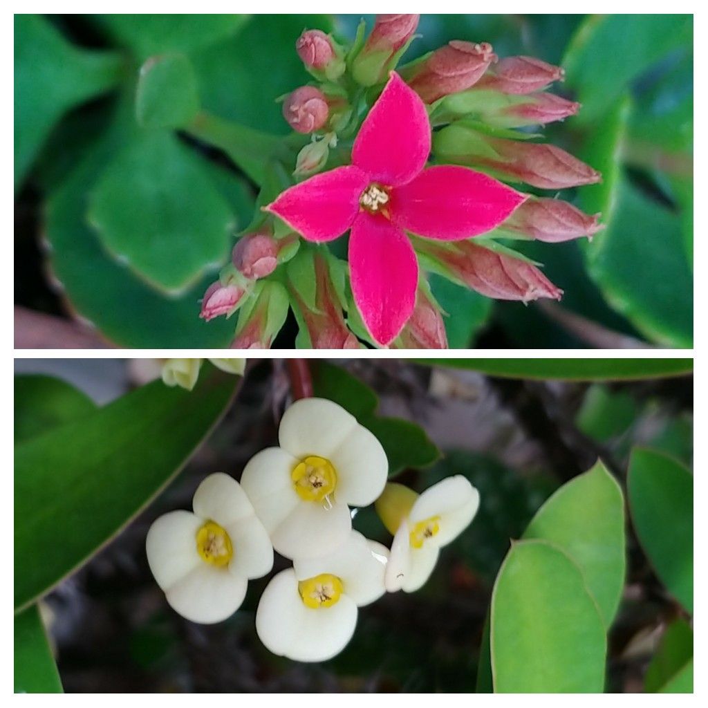 室内で無加温の花の様子