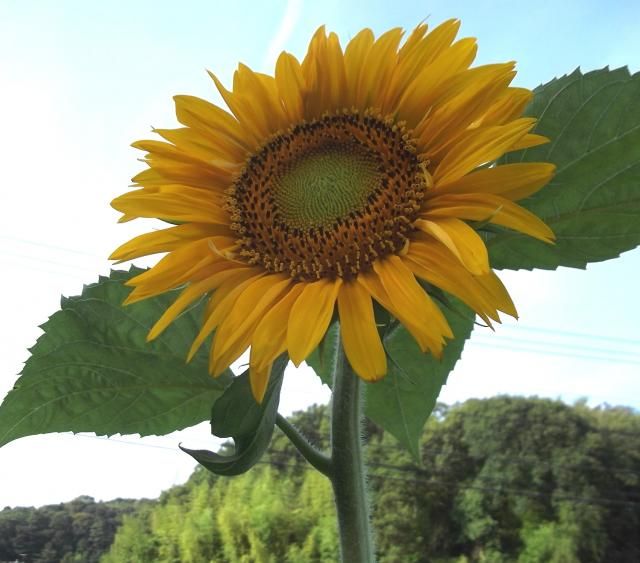 花いろいろ　ヒの付く花