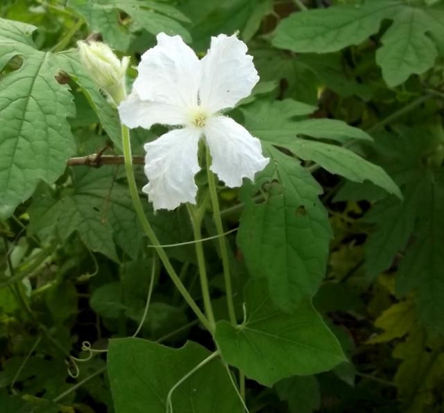 花いろいろ　ヒの付く花