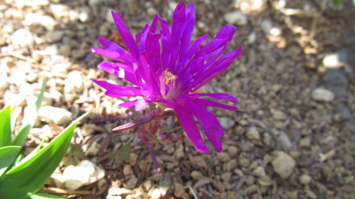 雑草以上に強い🌸