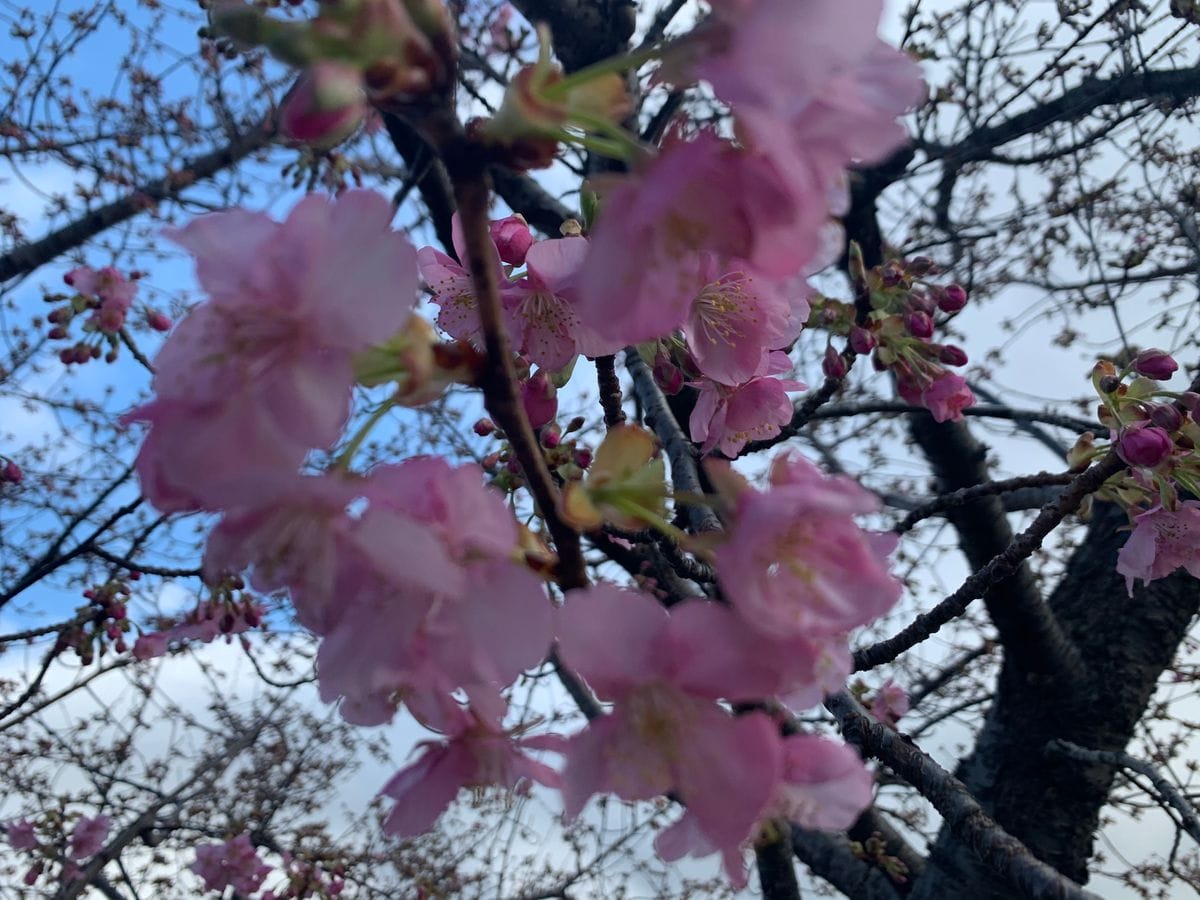 河津桜咲き始めました