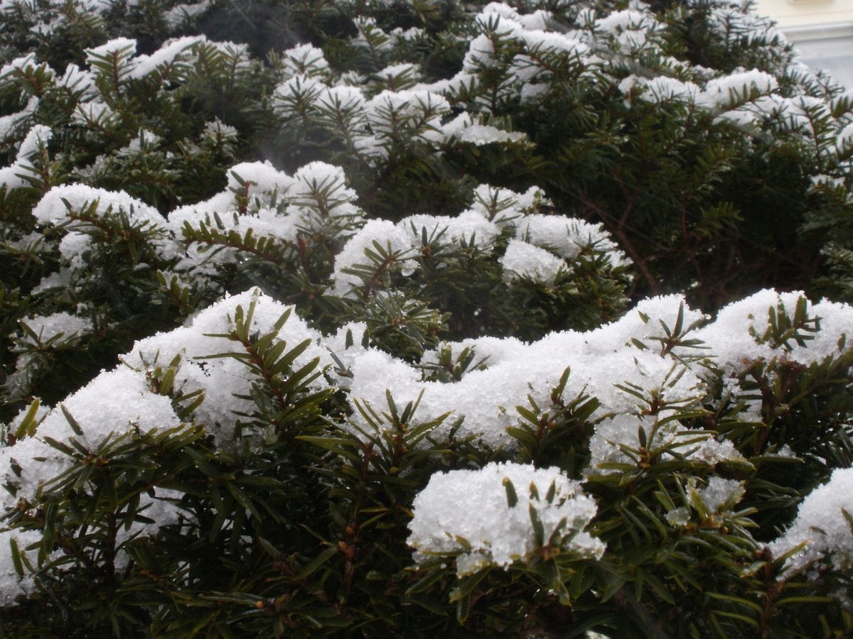 いちい　学名Taxus cuspidata