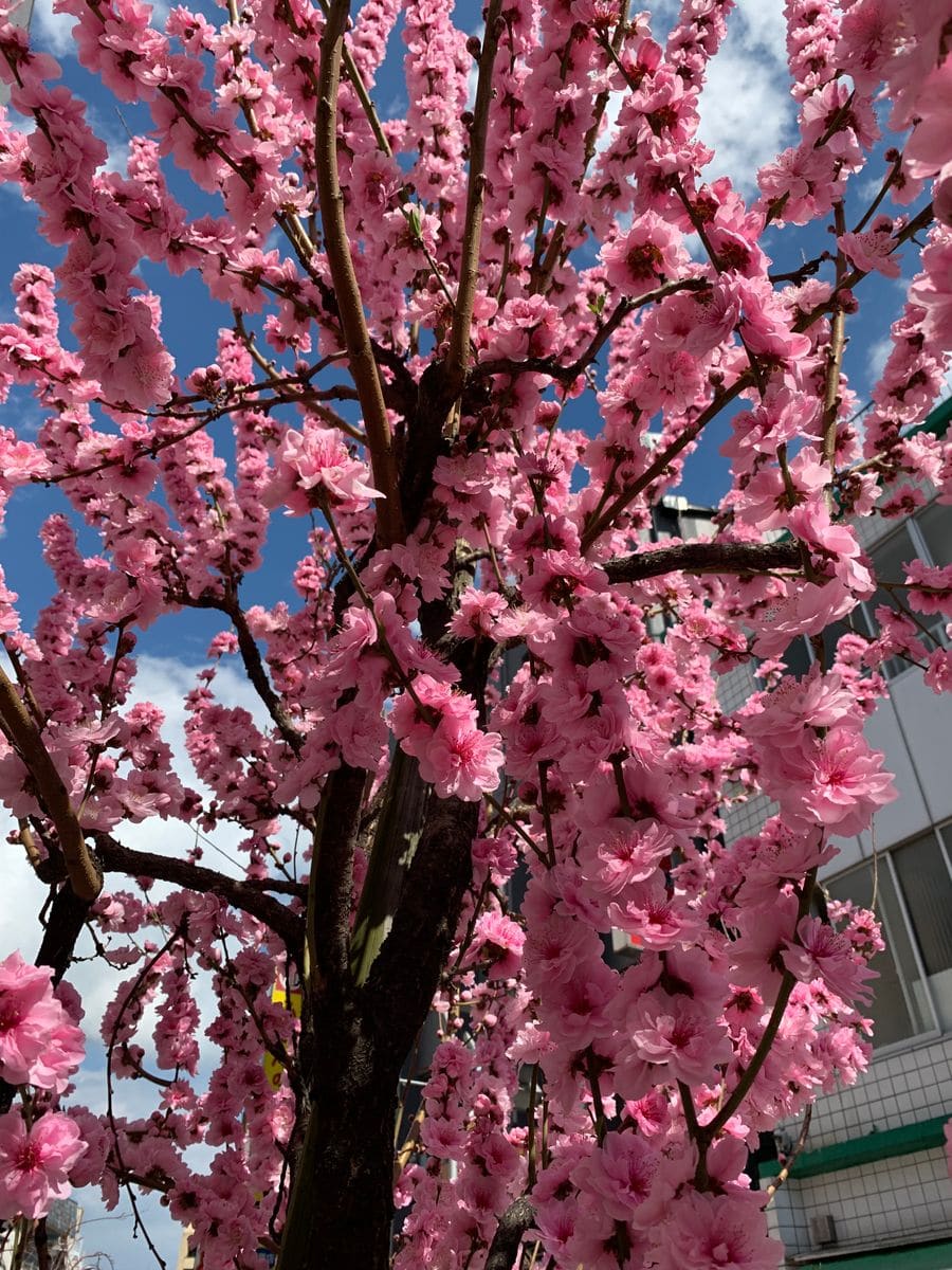 冬のお花