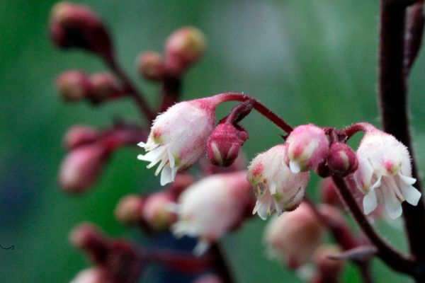 ヒューケラの仲間たち　Ⅱ（花編）