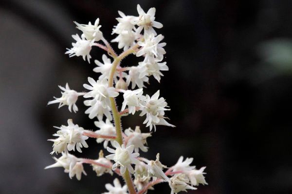 ヒューケラの仲間たち　Ⅱ（花編）