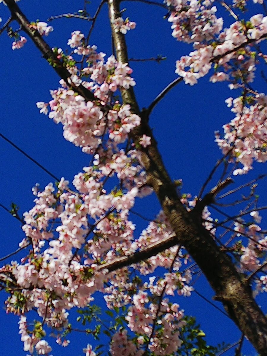 満開の玉縄桜🌸