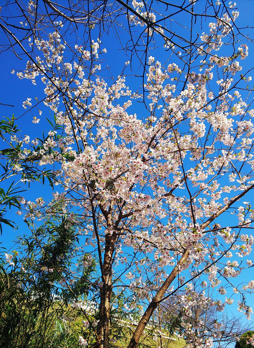 土手の玉縄桜が満開です🌸