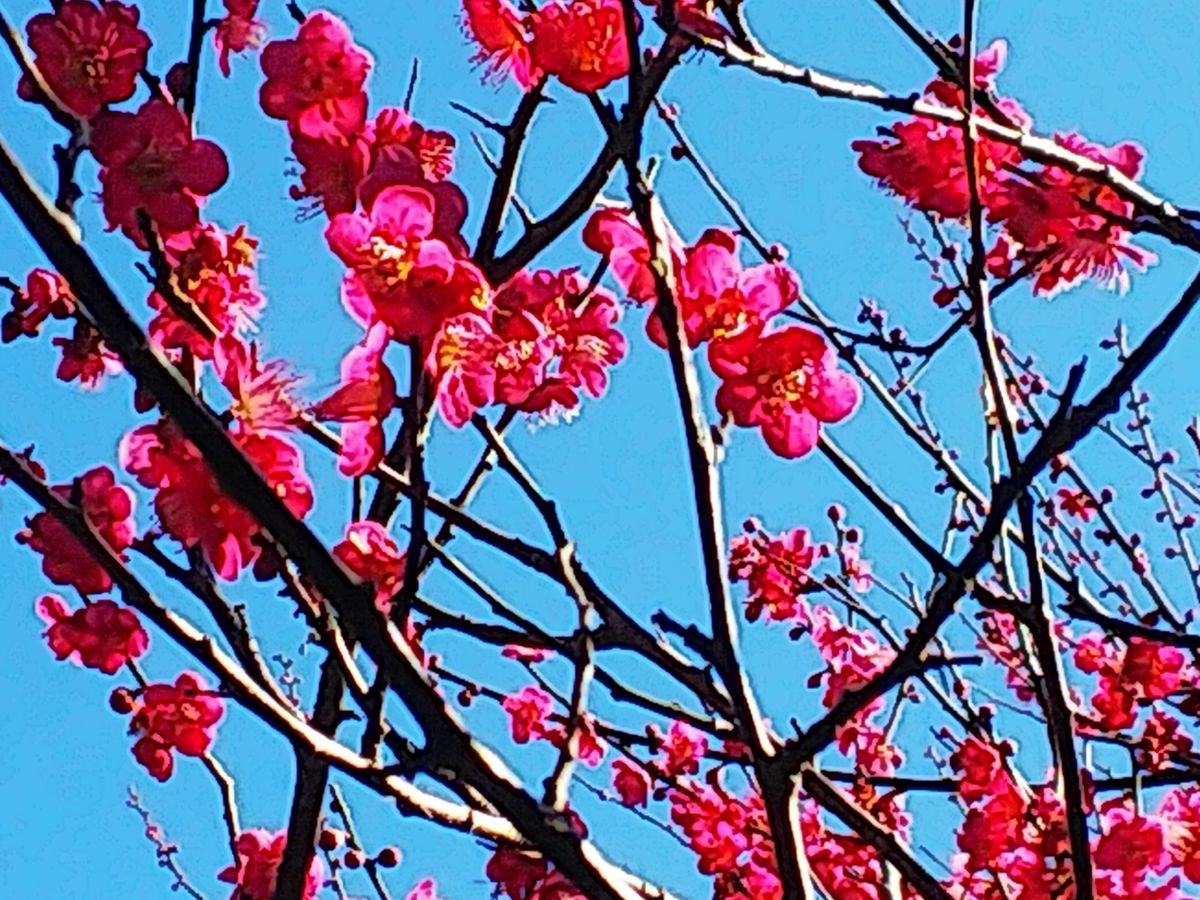 お隣のお寺の花