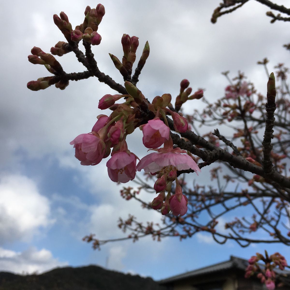 飛ぶか、走るか