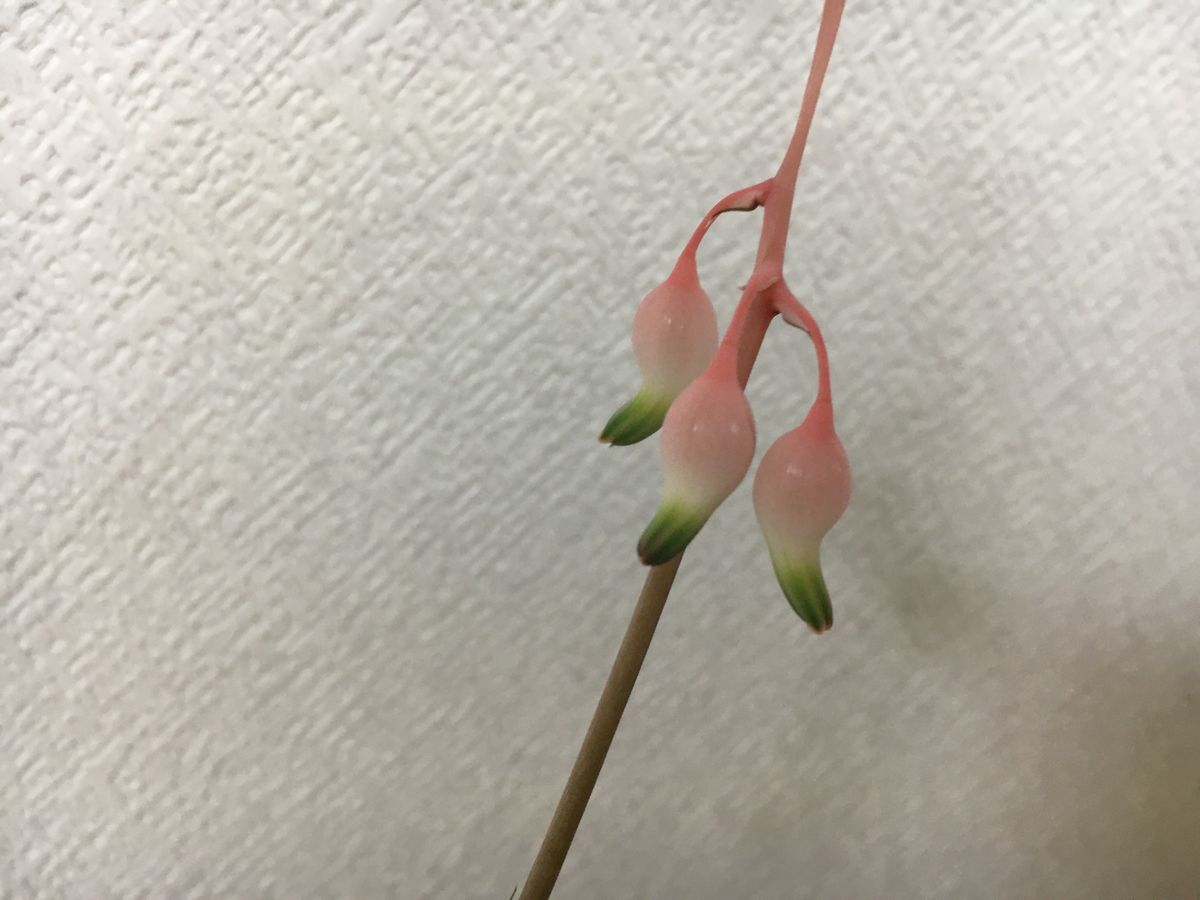 多肉の花