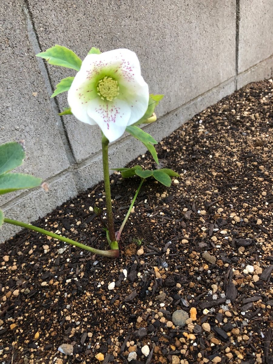 花壇の片隅で。その後。