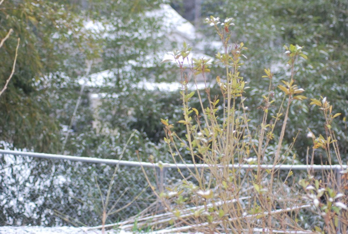 やはり　初雪だぁ～