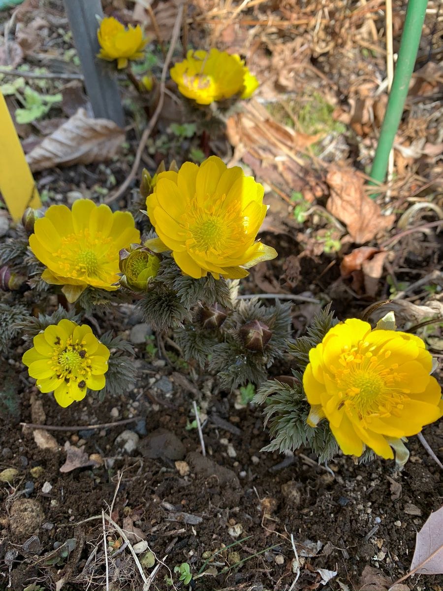 続）キンポウゲ科のお花①