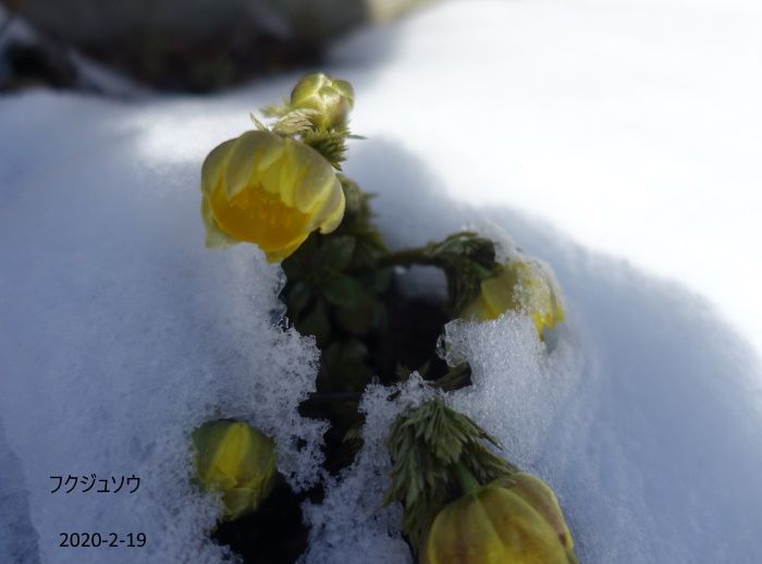 雪に負けないで