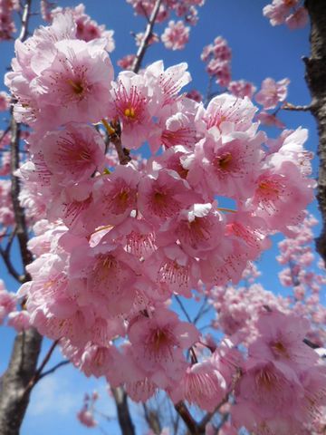 河津桜かな病院の庭・・・