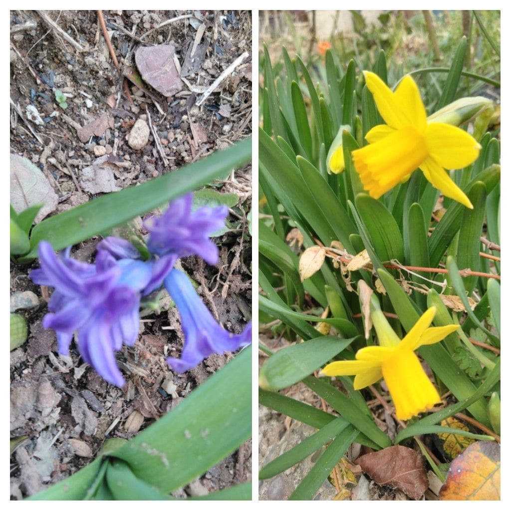 久々に  お花の買物   胸弾む