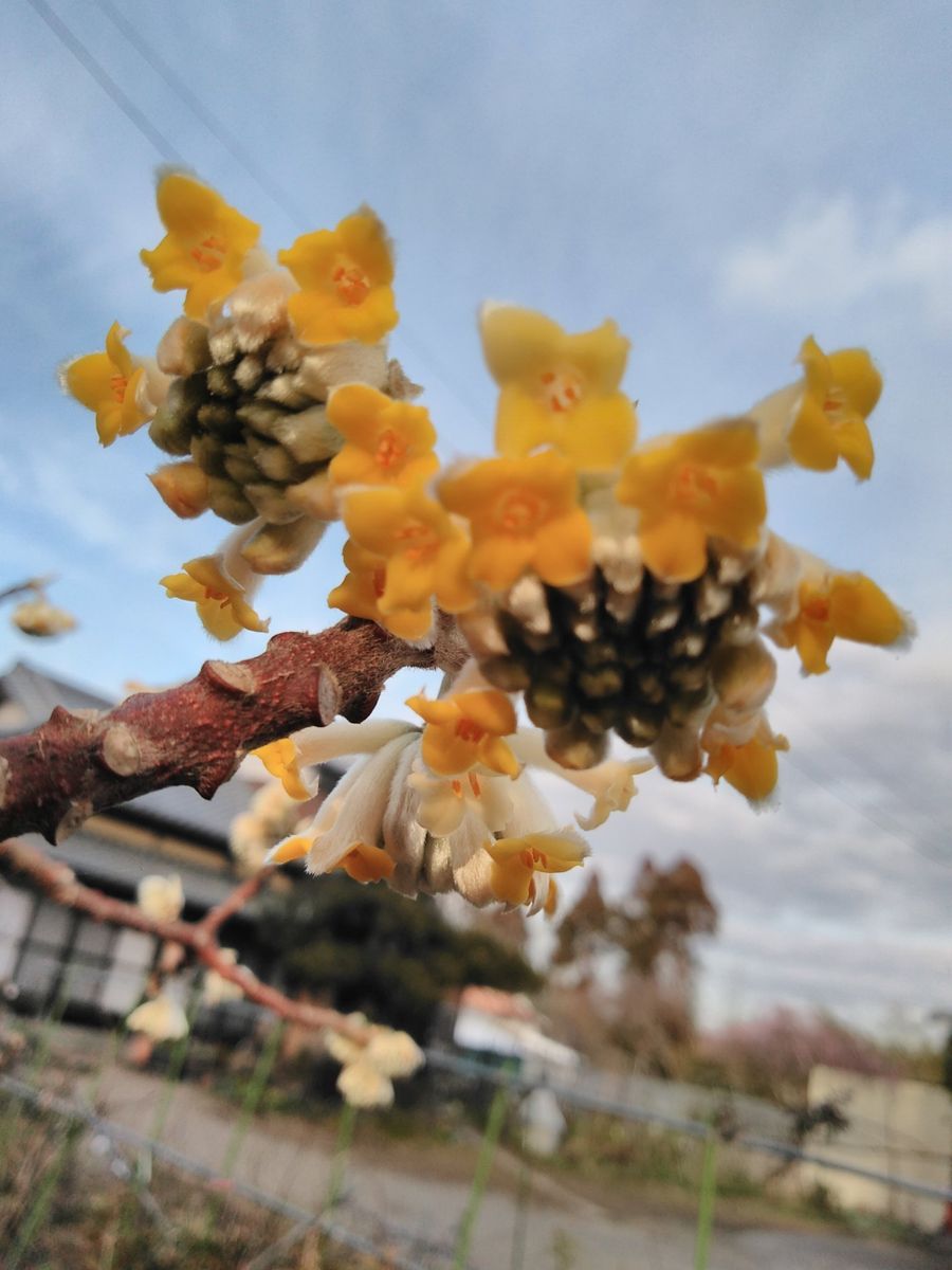 久々に  お花の買物   胸弾む