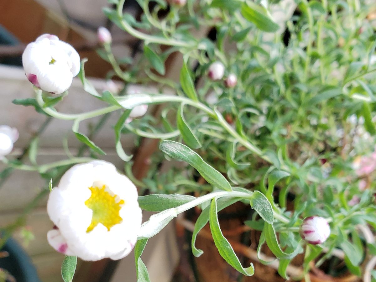 花かんざしとお土産