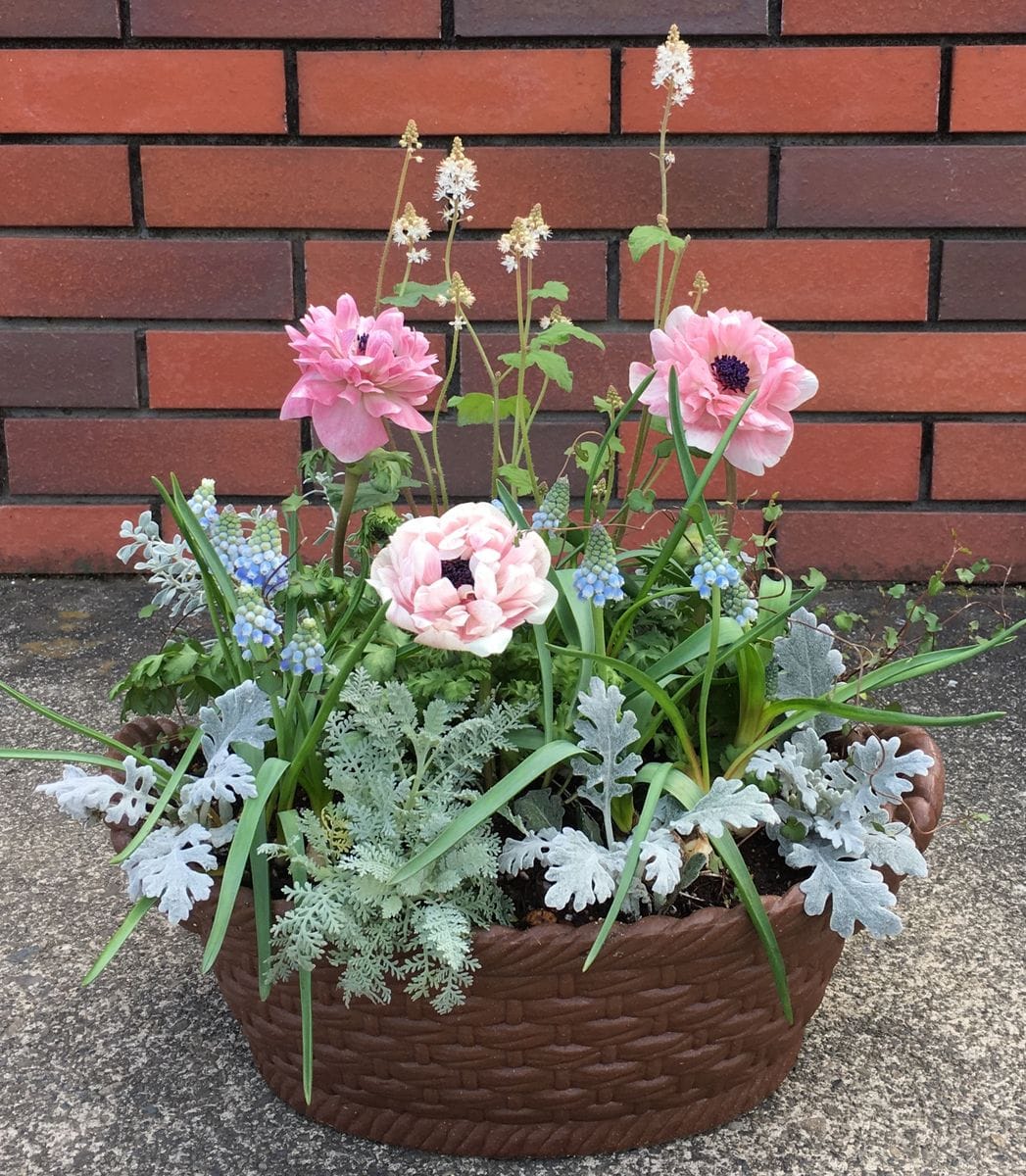 🌼アンアリスの寄せ植え