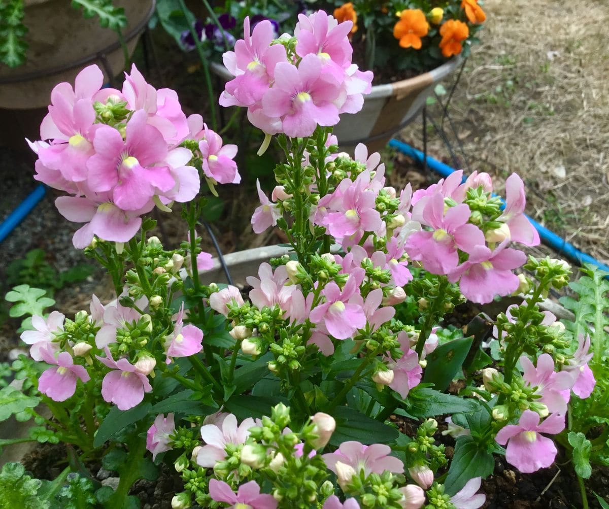 ネメシアが満開です🌸