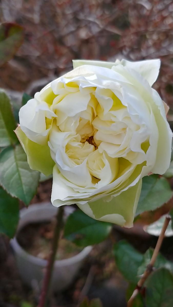 今日の花