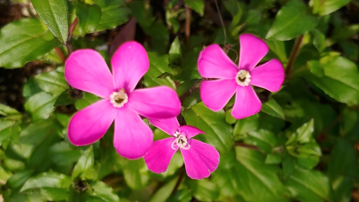 今日の花