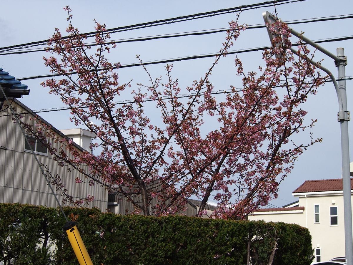 隣の桜