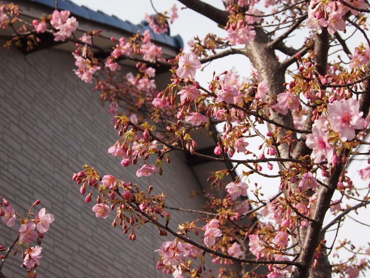 隣の桜