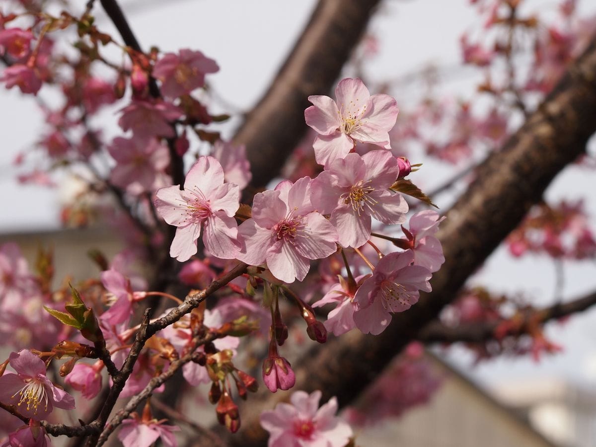 隣の桜