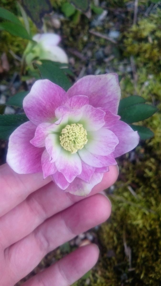 今日の開花