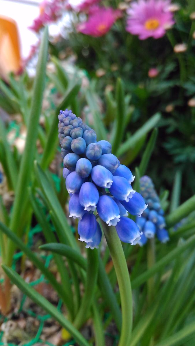 我が家の花🌼