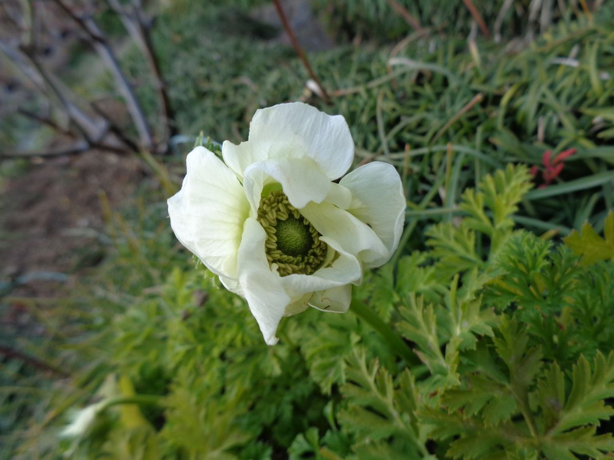 白いお花たち