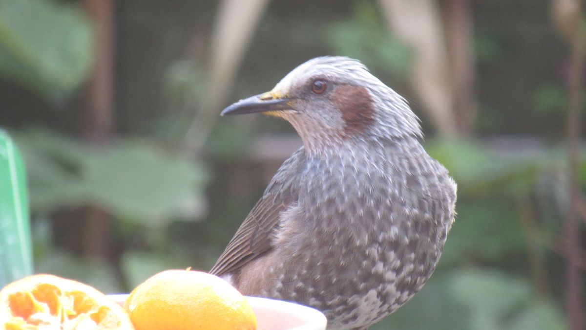 🍊の汁だらけのヒヨドリ