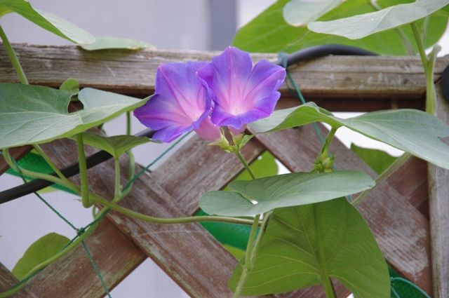 待ちどうしい～ヒオウギの花