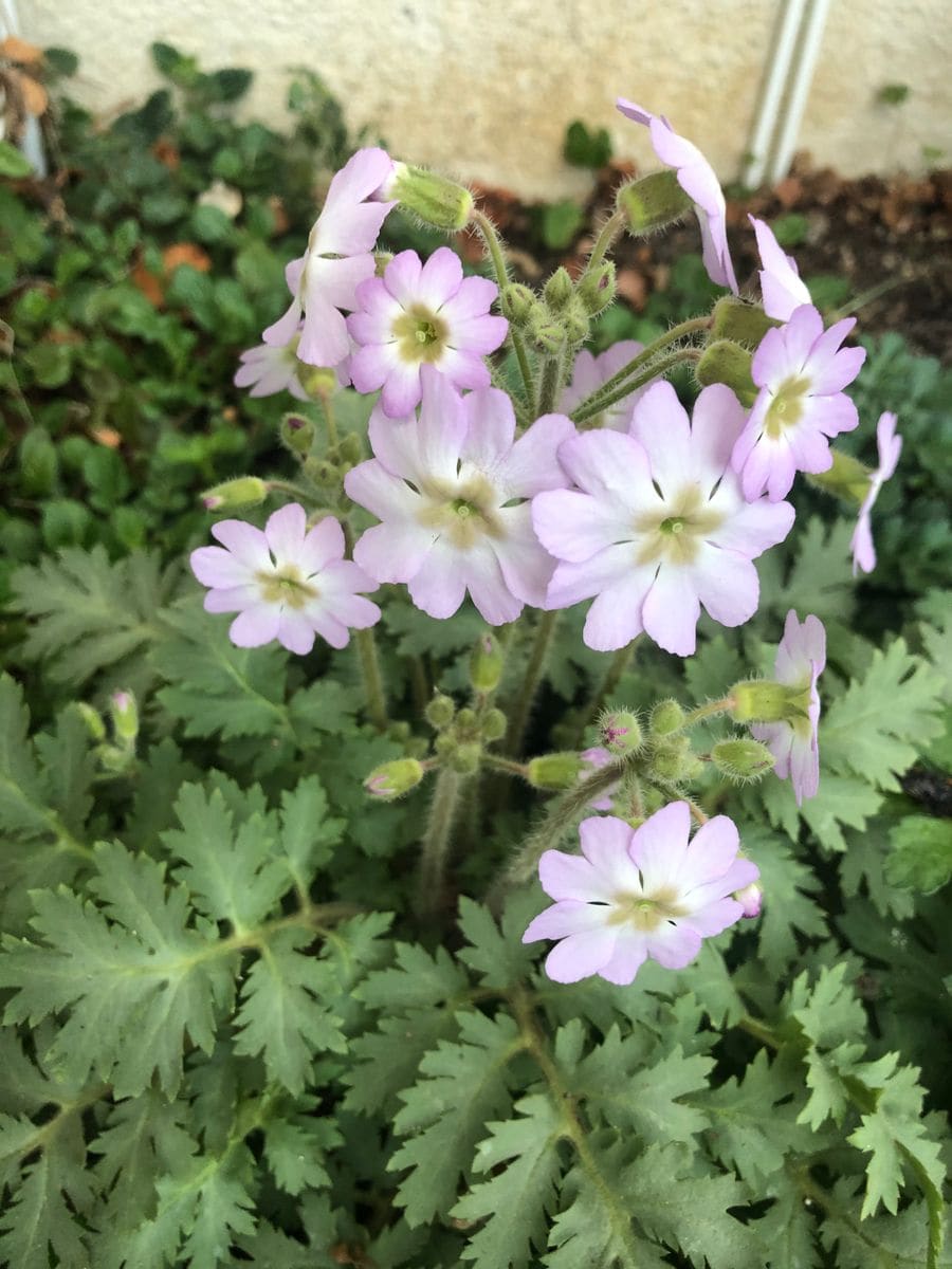 雲南桜草が今年も咲いてくれました。