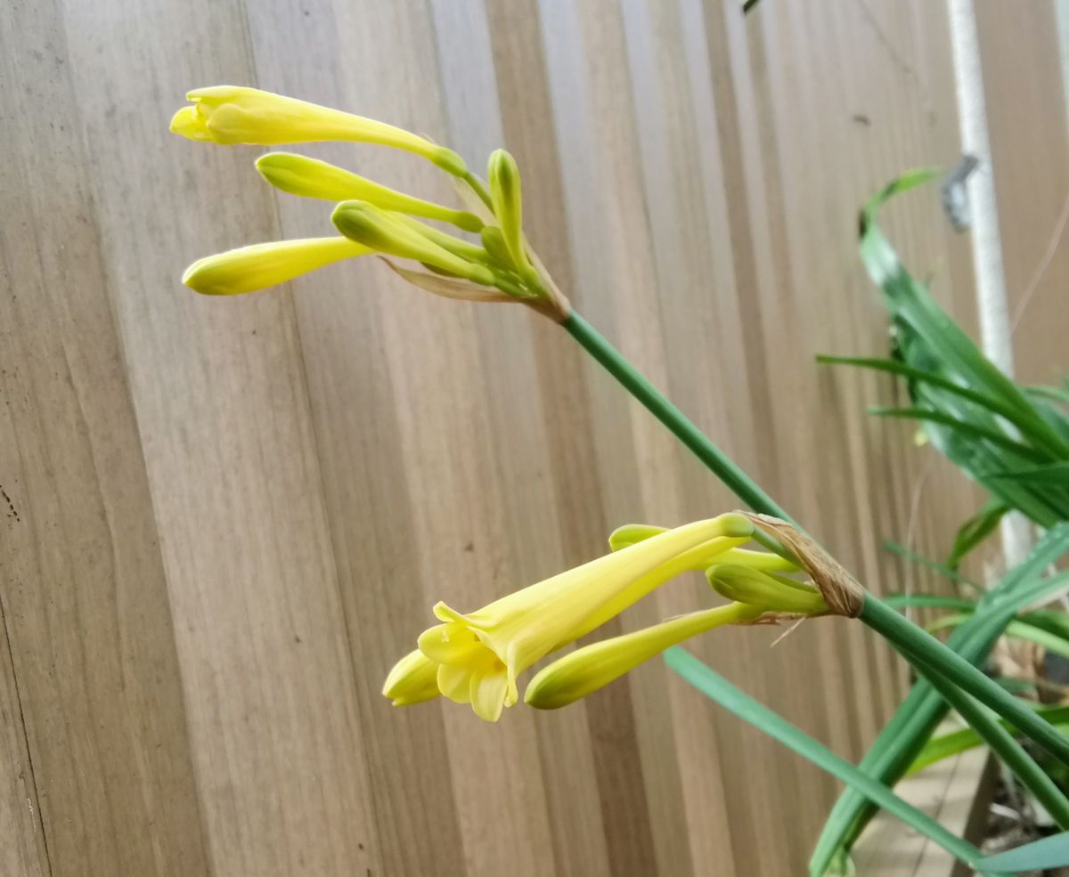 2020/02/22キルタンサス開花