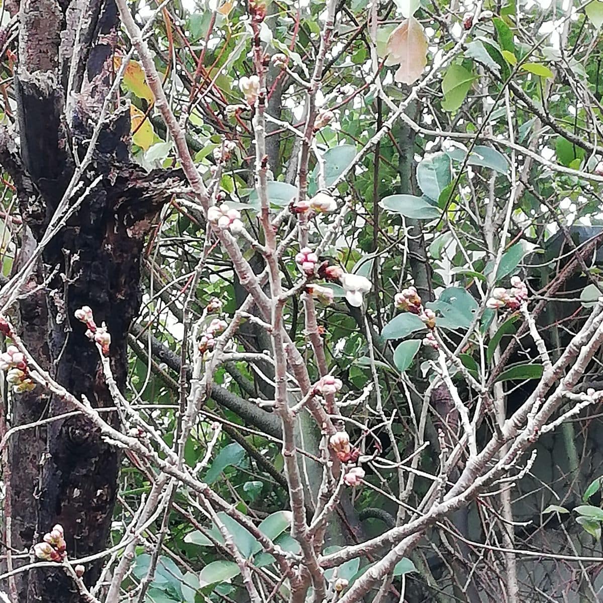 ２２日雨後晴れ。桜🌸の蕾膨らむ。春よ来い！