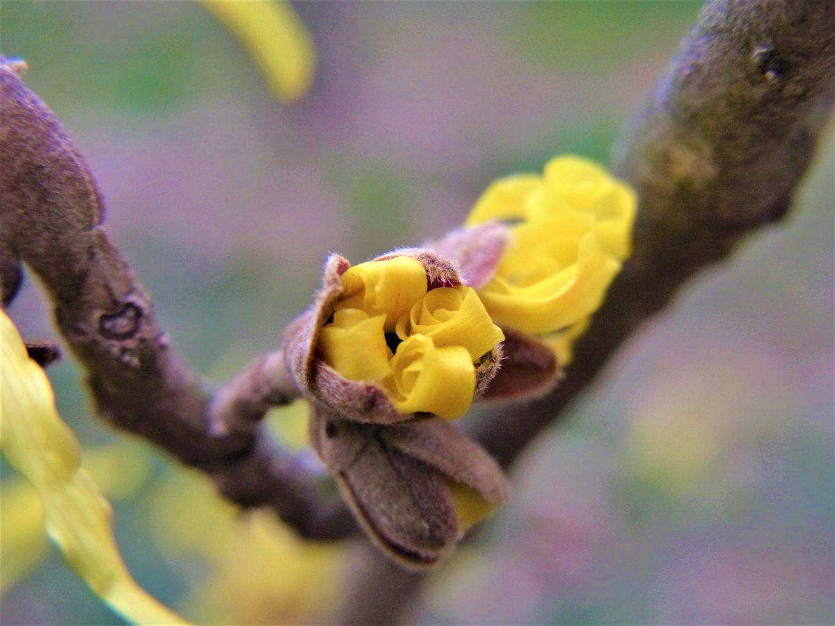 マンサクの花