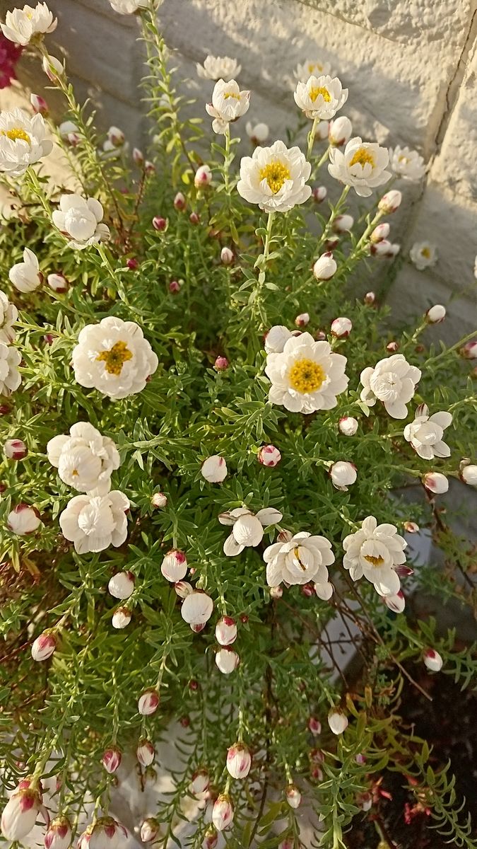 初めてのお花屋💠