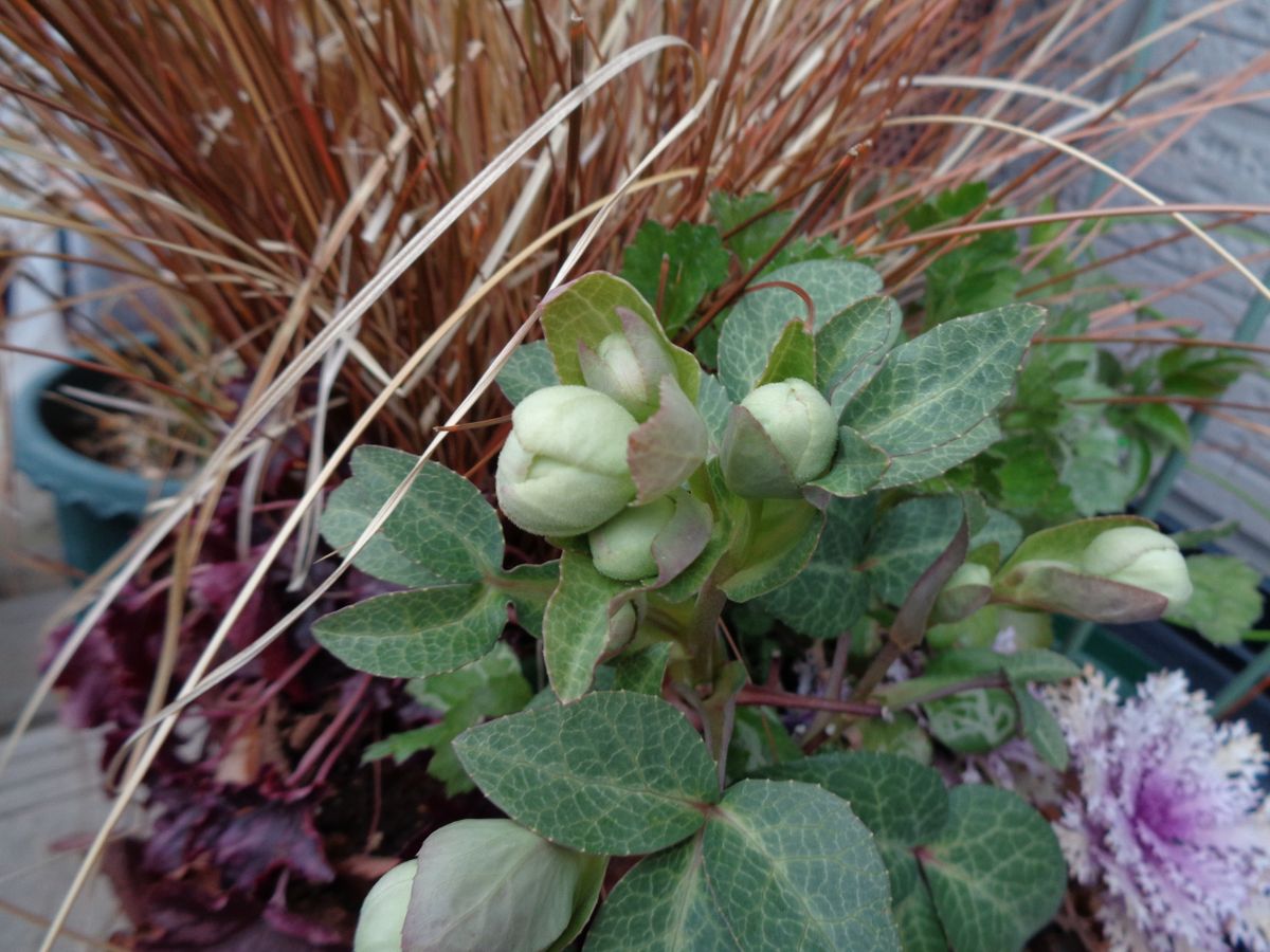 玄関ポーチのお花たち