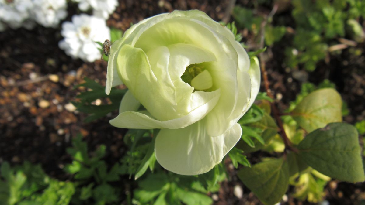 アネモネデカン開花三段階